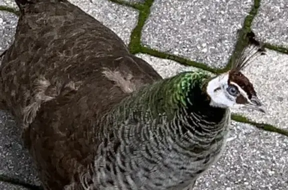 Friendly Peacock Found on New...