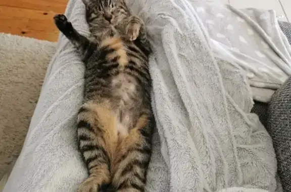 Chat perdu, Châteaubernard, photo: Chatte grise sociable perdue à Châteaubernard