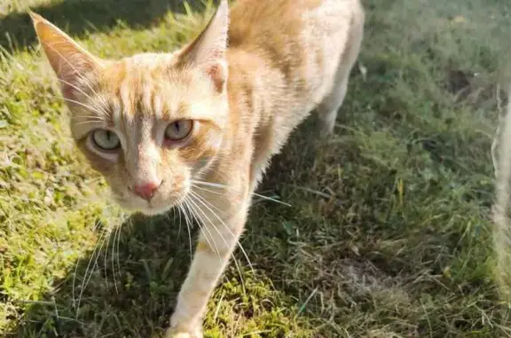Chat affectueux trouvé à La Belle Étoile - photo