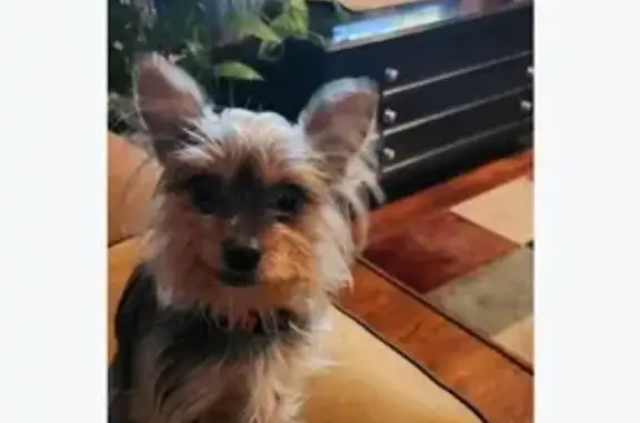 Missing Female Yorkie in Dayton, Ohio