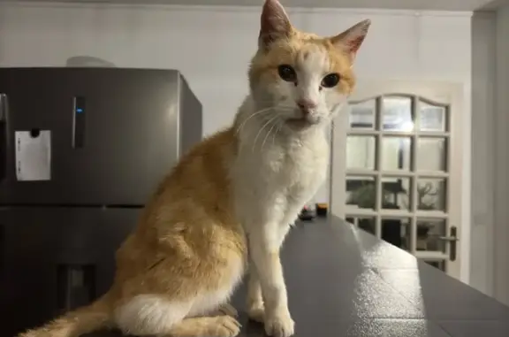 Chat trouvé , photo: Chat blanc et roux trouvé, très maigre, docile