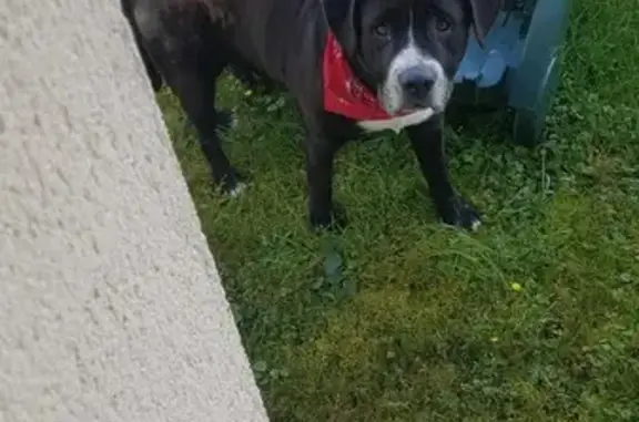 Chien noir mâle trouvé à Caumont-sur-Aure - photo