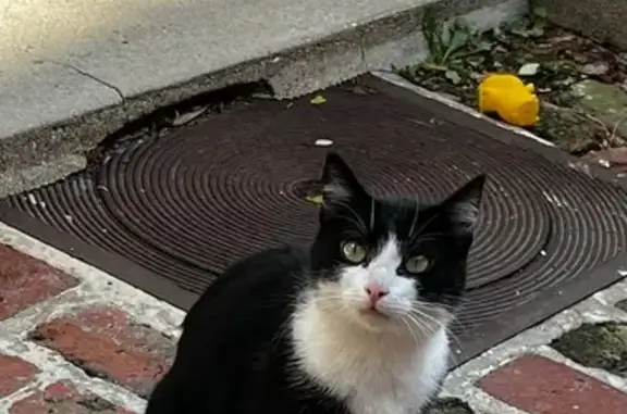 Chat noir et blanc trouvé, mince, rue Wager - photo