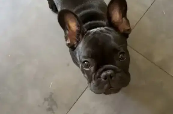 Chiot trouvé avec collier bleu à Nîmes - photo