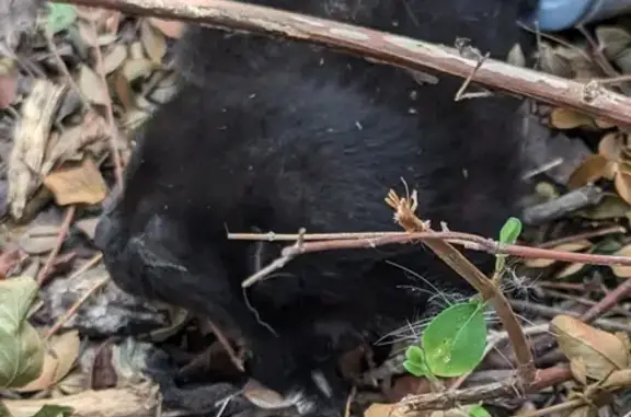 Animaux trouvés Garges-lès-Gonesse, photo: Chat noir trouvé miaulant au 24 rue des Noisetiers