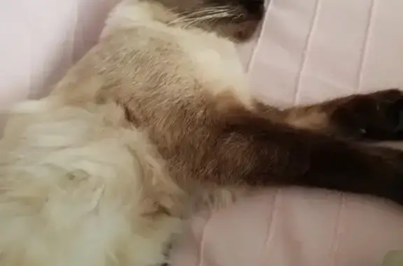 Chatte siamoise trouvée, affectueuse, Argenteuil - photo