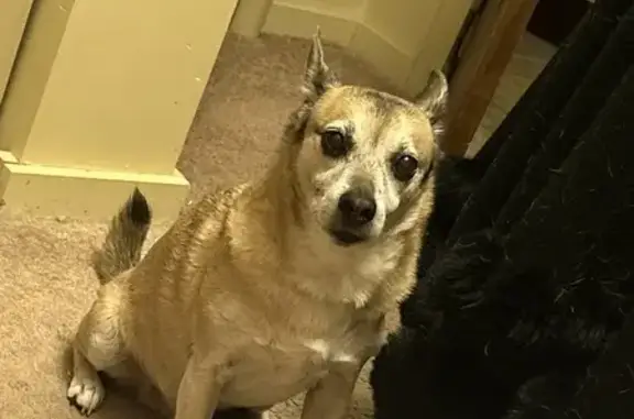 Missing Senior Dog in Minneapolis - Help Needed!