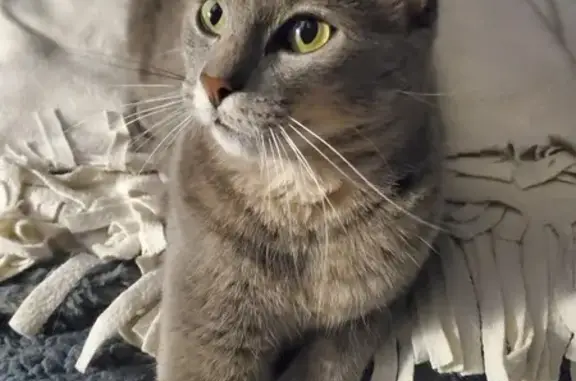 Chat perdu, Le Thou, photo: Chat gris mâle perdu, vu samedi, Le Thou