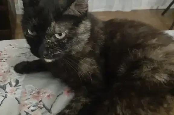 Chat perdu, Auch, photo: Chatte Écaille 3 ans perdue à Auch