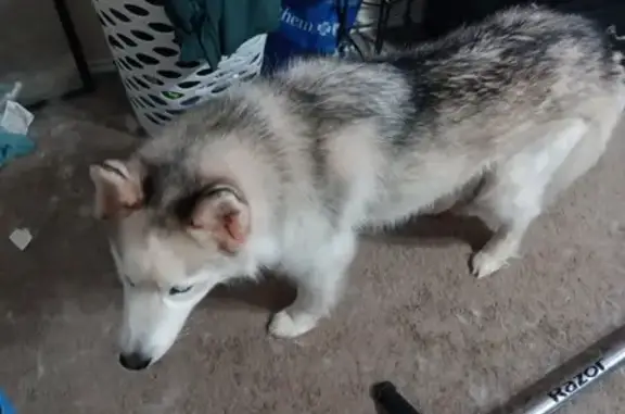 Lost Husky on Sage Meadow Drive, Temple