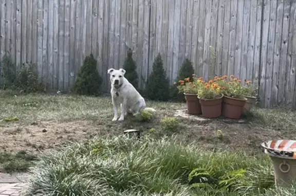 Lost Pitbull Mix: Shy, Scared, Blue Collar