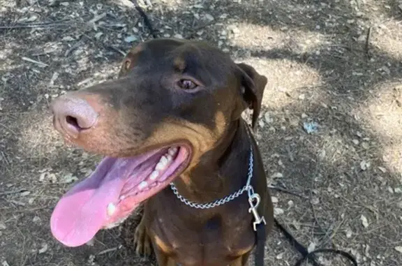 Missing Brown Doberman on Soda Springs Rd