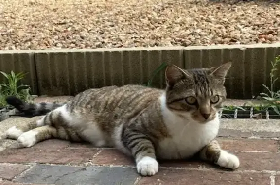 Jeune chatte tigrée et blanche trouvée à Tréon - photo