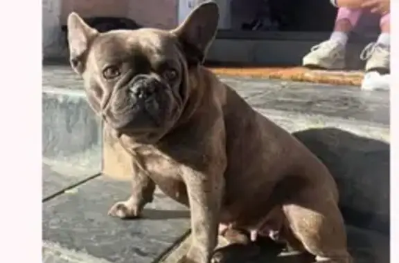 Lost Brown French Bulldog in Santa Ana