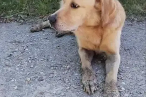 Chien peureux trouvé, maigre et boueux, Roaillan - photo