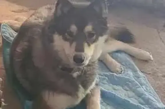 Missing Husky: Friendly, Limping on Riverside