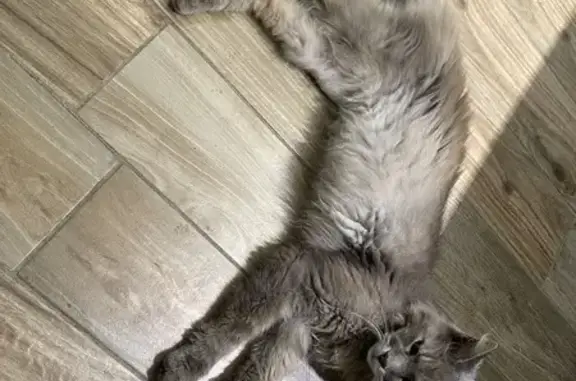 Chat maigre trouvé, Chemin de Ramelet, Toulouse - photo