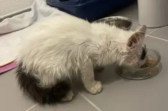 Chat trouvé, blanc, queue grise, 4 mois - photo