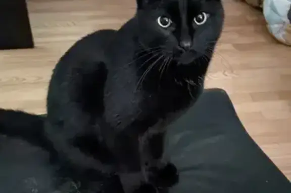 Animaux perdus Toulouse, photo: Chat noir mâle 7 ans perdu à Toulouse