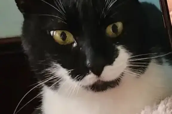 Missing Tuxedo Cat: Walter, Friendly & Loving