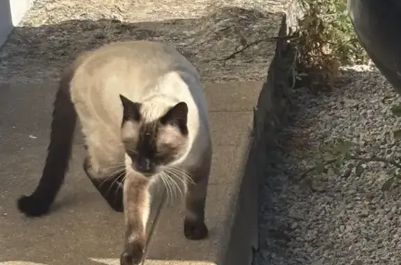 Chat trouvé câlin rue Jean Moulin, Poitiers - photo