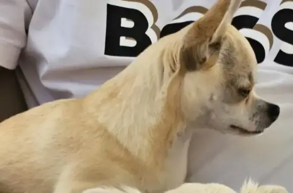 Perro Perdido: Chiwawa Beige con Manchas Negras