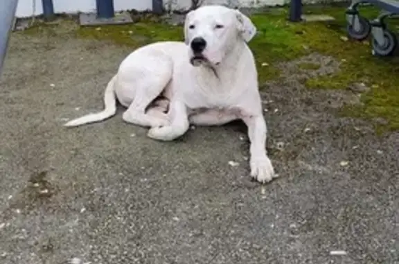 Chien trouvé Foix, photo: Chien trouvé errant près du parking Aldi à Foix