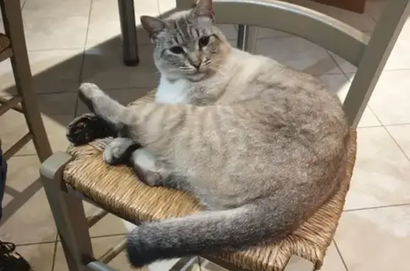Chat perdu, Auch, photo: Chat mâle crème-blanc-gris perdu à Auch
