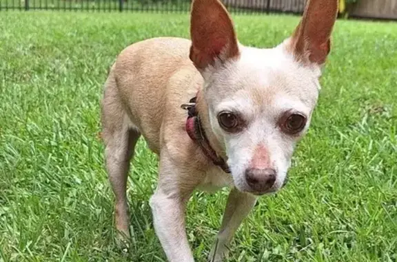 Missing Tan Chihuahua - Fairburn, GA