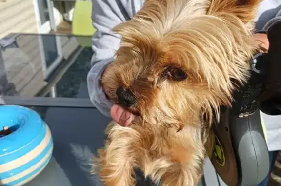 Chien trouvé Berck, photo: Chien trouvé en sécurité au camping de la Pointe