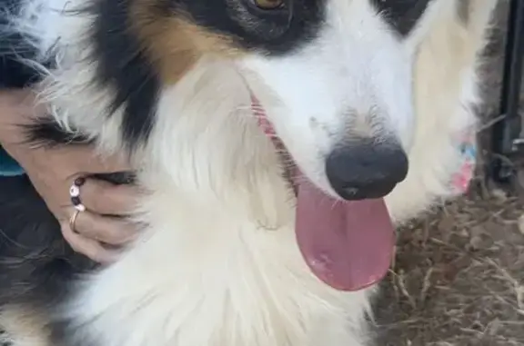 Chien trouvé au Chemin du Ribet à Izon - photo