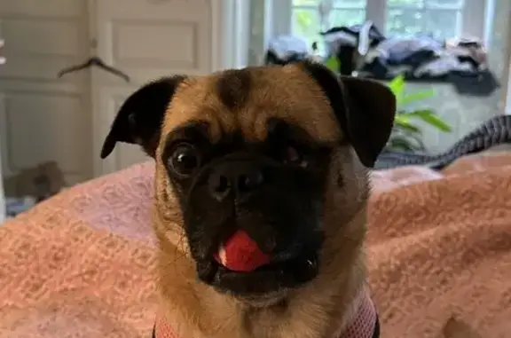 Missing One-Eyed Pug: Pink Harness, Philly