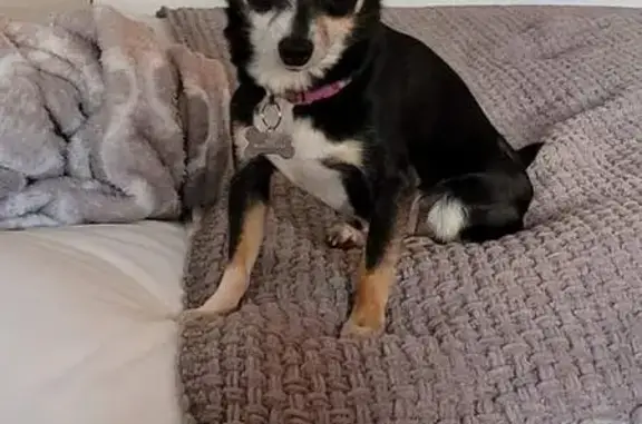 Lost Black Chihuahua - East Plaza Drive