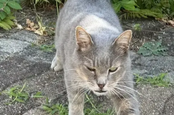 Animaux perdus Orléans, photo: Chat gris perdu à Orléans, Rue du Petit Pont