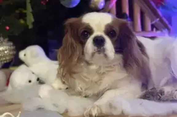 Chien disparu : Lyly, Cavalier King Charles - photo