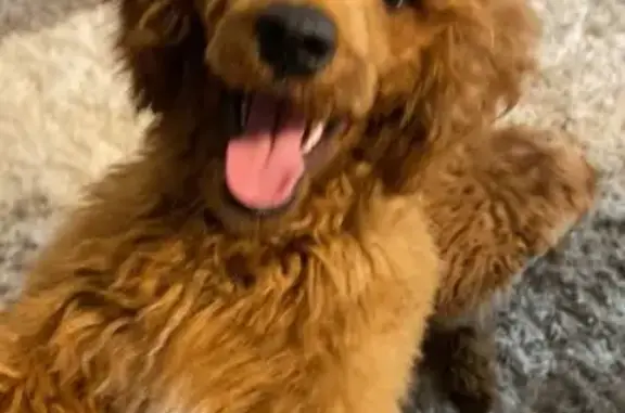 Lost Red Toy Poodle - Help Find My Dog!