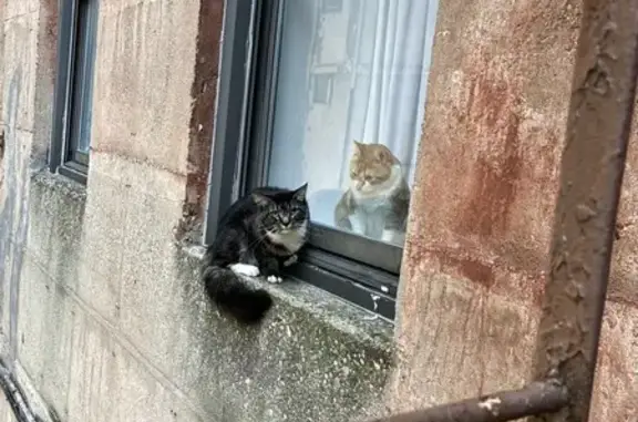 Found: Gray & White Long-Haired Cat on Fire Escape