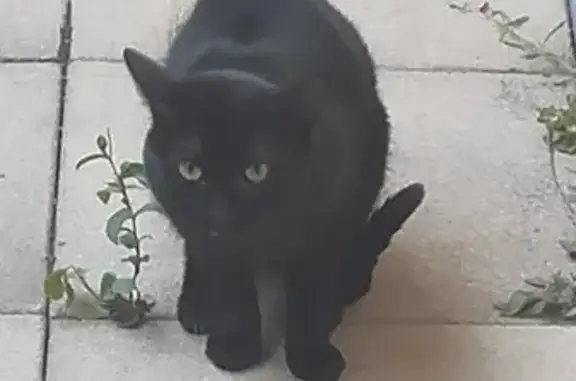 Chat trouvé Gérardmer, photo: Chat noir trouvé à Gérardmer, craintif et malade