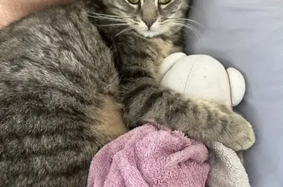 Animaux perdus Rillieux-la-Pape, photo: Chat gris tigré perdu, 2 ans, Rillieux-la-Pape