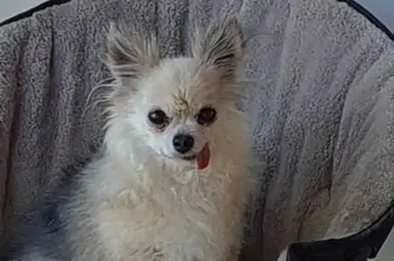 Chihuahua perdue à Montaut, 31410, nommée Hayden - photo