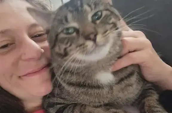 Lost Gray Tabby Cat on West 8th St, Appleton