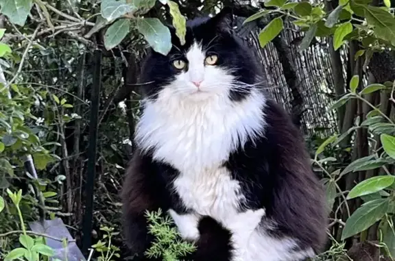 Chat perdu César, mâle angora noir et blanc - photo