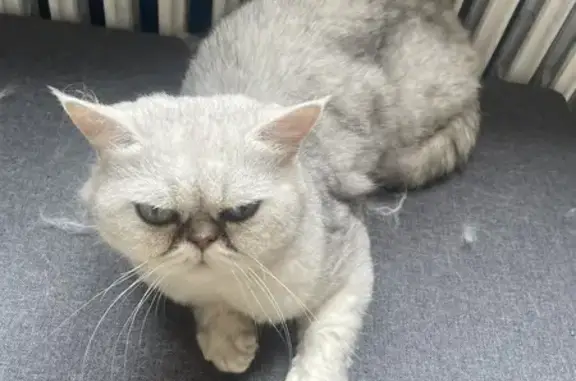 Chat perdu : Kiki, mâle exotic shorthair gris - photo