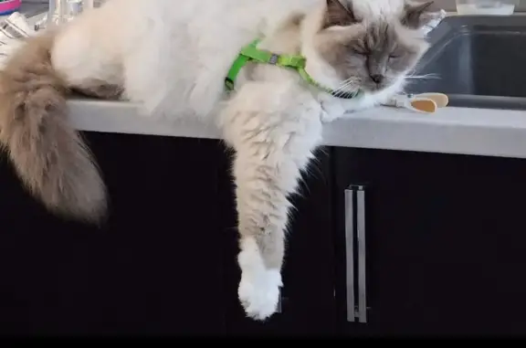 Animaux perdus , photo: Chat disparu avec harnais vert à Tagnon