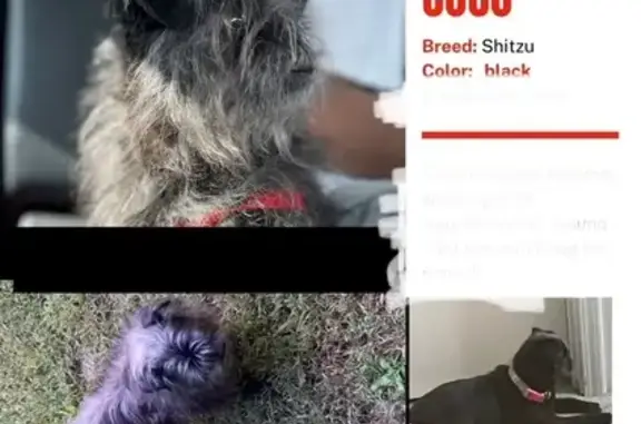 Missing Shitzu: Black & Gray, Coco in Norwood