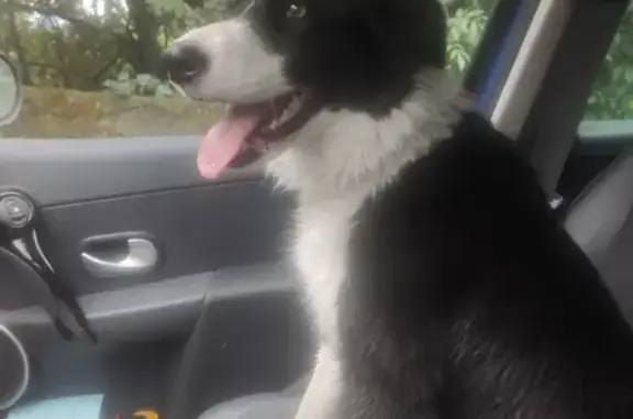 Border collie femelle trouvée à Revel - photo
