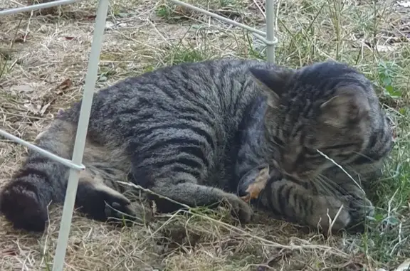 Animaux perdus , photo: Chat Européen tabby gris 3 ans perdu à Bruguières