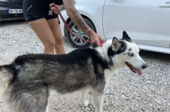 Husky femelle trouvée, yeux bleus, Nîmes - photo
