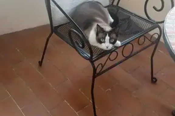 Chatte blanc et noir trouvée à Villeurbanne - photo