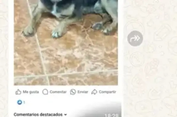 ¡Urgente! Chihuahua negro perdido en Láchar